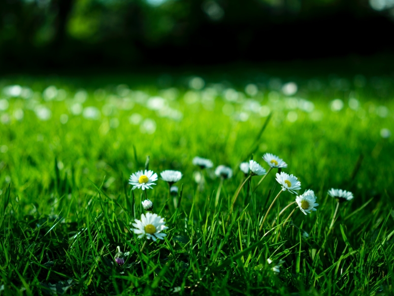 pexels-karol-d-409696